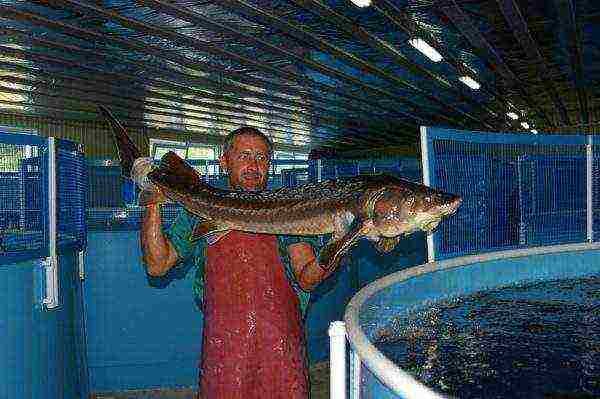 is it possible to grow sturgeon at home