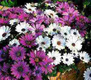 is it possible to grow osteospermum at home on a windowsill