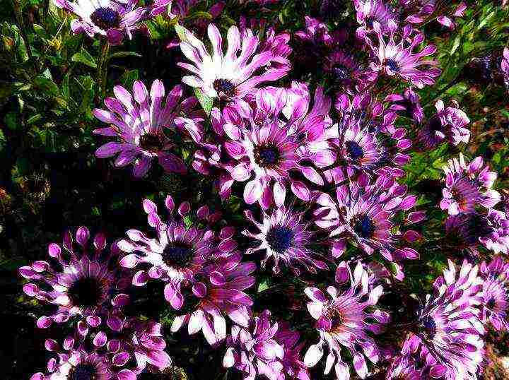 posible bang palaguin ang osteospermum sa bahay sa isang windowsill