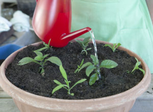 is it possible to grow osteospermum at home on a windowsill