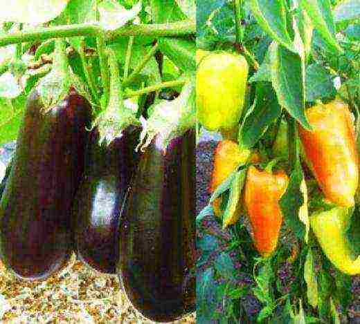 is it possible to grow peppers and eggplants in the same greenhouse