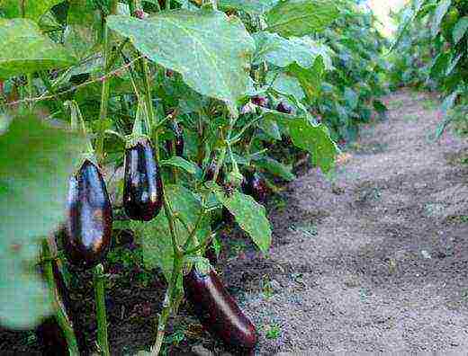 is it possible to grow peppers and eggplants in the same greenhouse