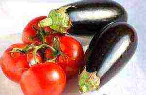 posible bang palaguin ang mga peppers at eggplants sa parehong greenhouse