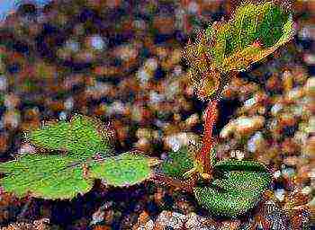 is it possible to grow a climbing rose as a ground cover