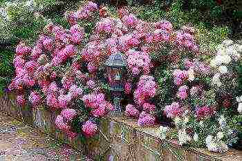 is it possible to grow a climbing rose as a ground cover