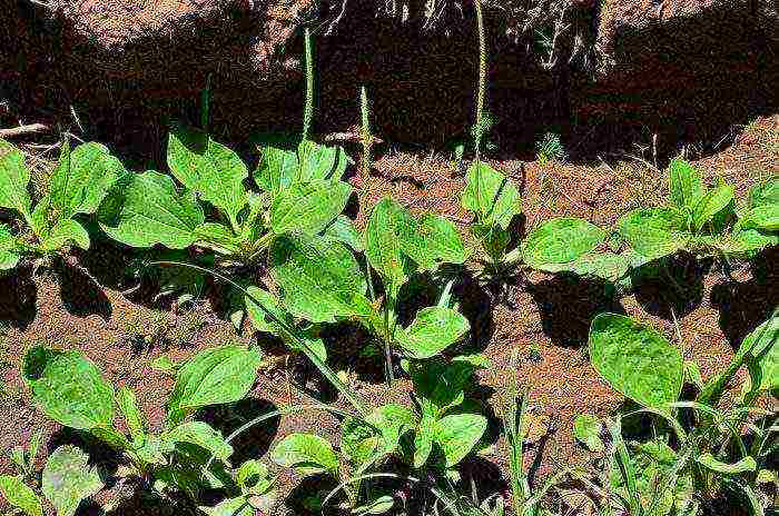 is it possible to grow plantain at home