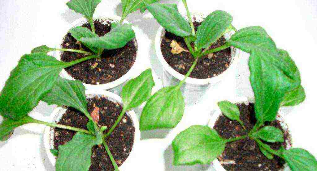 is it possible to grow plantain at home