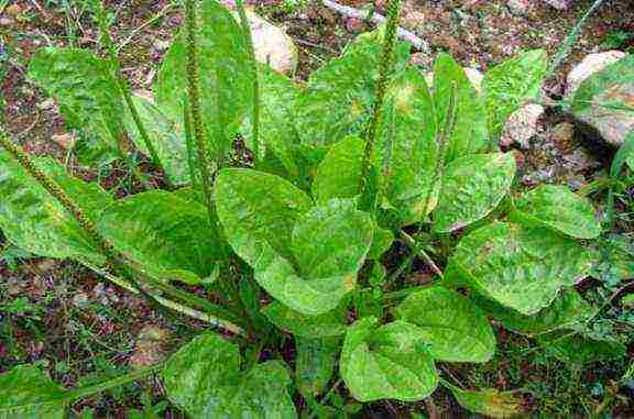 is it possible to grow plantain at home