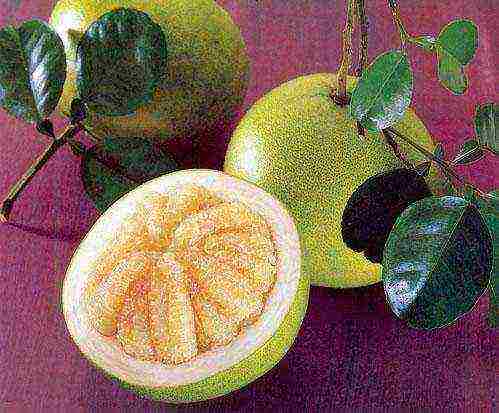 is it possible to grow pomelo at home