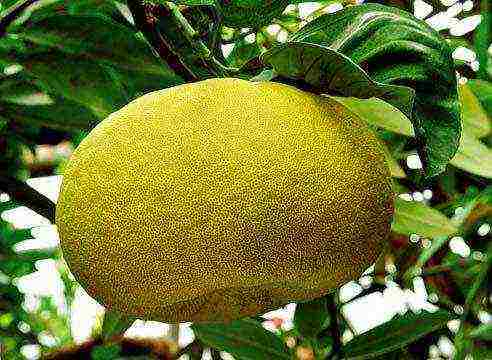 is it possible to grow pomelo at home