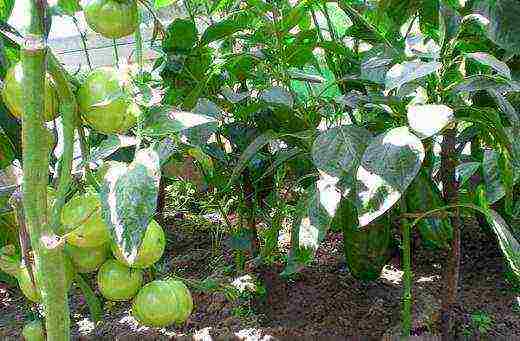 posible bang palaguin ang mga kamatis na may sili sa parehong greenhouse