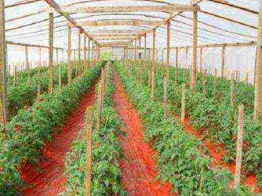 is it possible to grow tomatoes with peppers in the same greenhouse