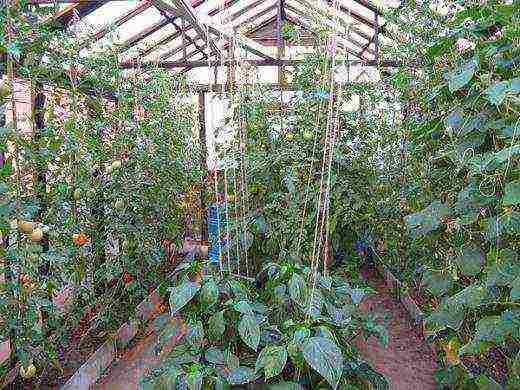 is it possible to grow tomatoes with peppers in the same greenhouse