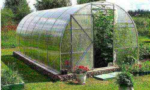 is it possible to grow tomatoes in a greenhouse all year round