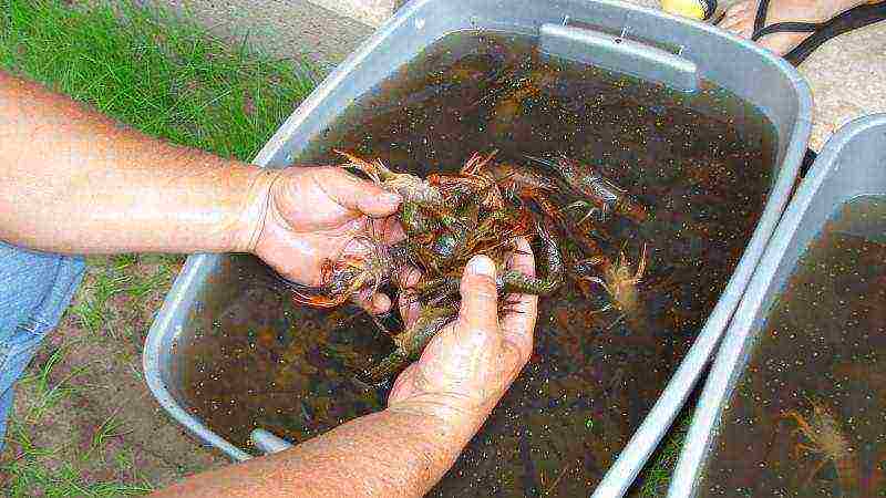 is it possible to grow crayfish in artificial reservoirs