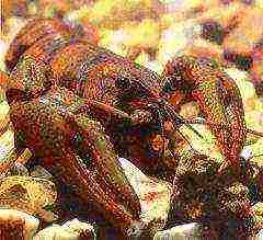 is it possible to grow crayfish in artificial reservoirs