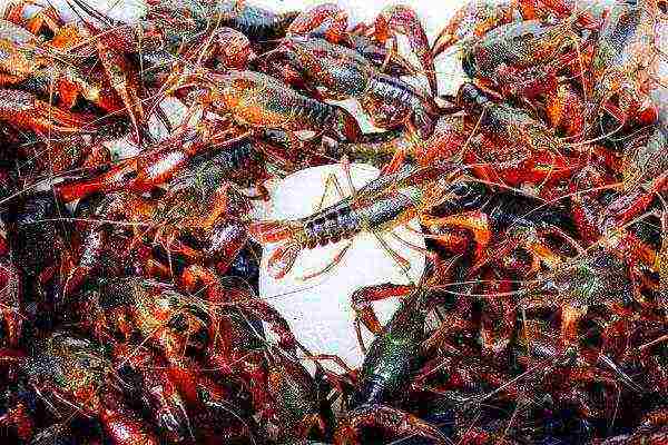 is it possible to grow crayfish in artificial reservoirs