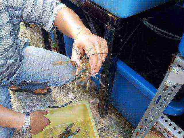 is it possible to grow crayfish in artificial reservoirs