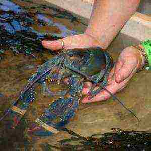 is it possible to grow crayfish in artificial reservoirs