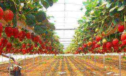 is it possible to grow remontant strawberries in a greenhouse