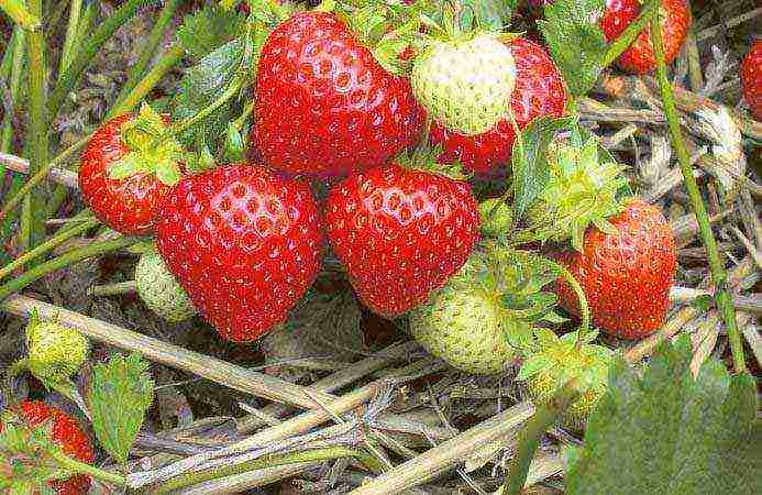 posible bang palaguin ang mga remontant strawberry sa isang greenhouse