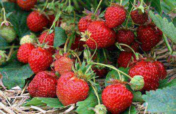 is it possible to grow remontant strawberries in a greenhouse