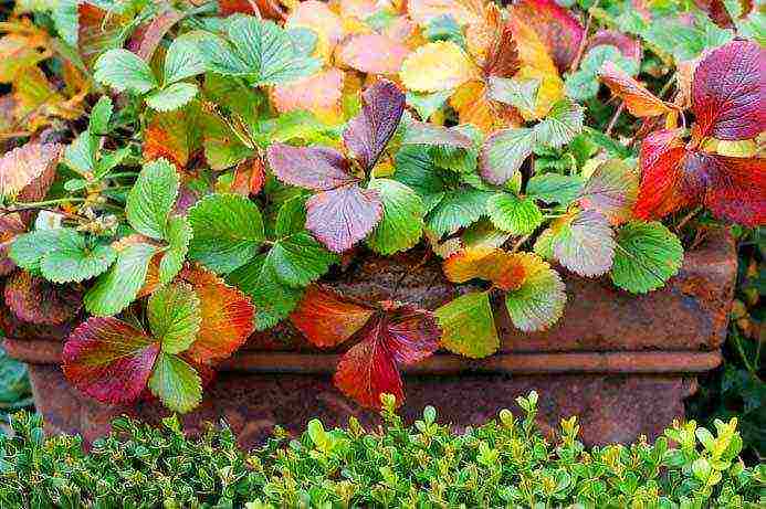 is it possible to grow remontant strawberries in a greenhouse