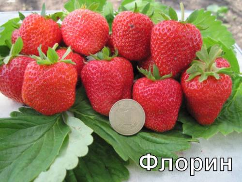 is it possible to grow remontant strawberries in a greenhouse