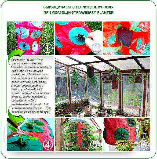 is it possible to grow remontant strawberries in a greenhouse