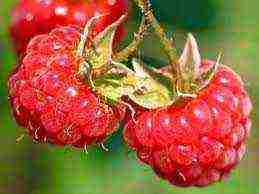 is it possible to grow remontant raspberries in Irkutsk