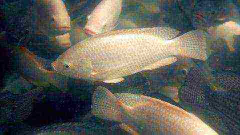 posible bang magpalaki ng isda sa bahay