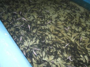 is it possible to grow fish at home