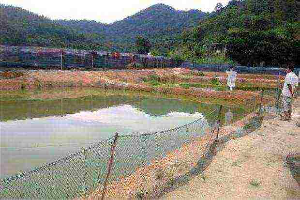 posible bang magpalaki ng isda sa bahay