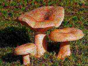 is it possible to grow mushrooms at home