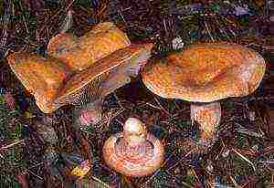 is it possible to grow mushrooms at home