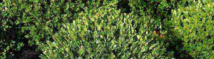 is it possible to grow boxwood at home