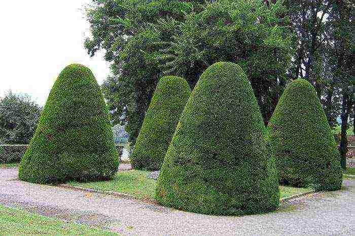 posible bang palaguin ang boxwood sa bahay