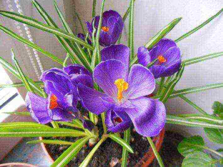 is it possible to grow saffron at home