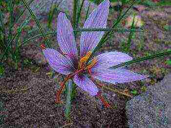 is it possible to grow saffron at home