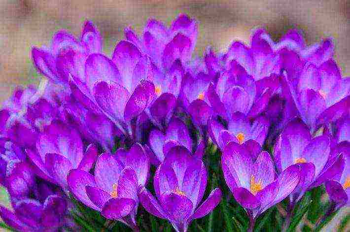 is it possible to grow saffron at home