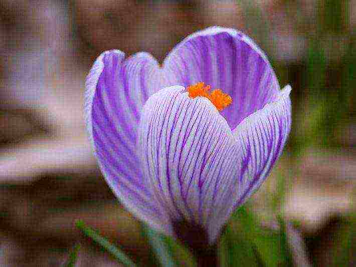is it possible to grow saffron at home