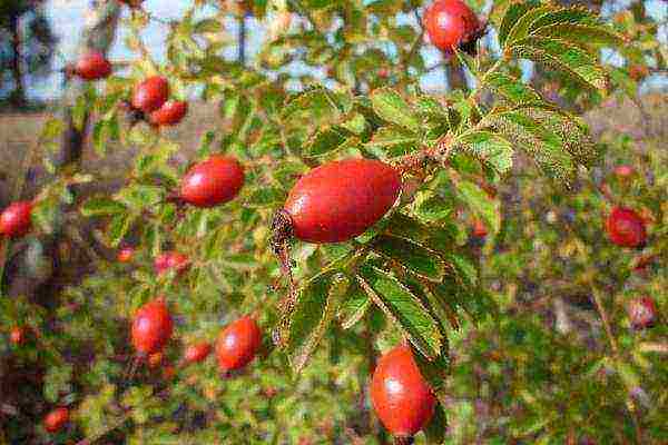 is it possible to grow rose hips at home