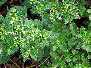 is it possible to grow stevia at home