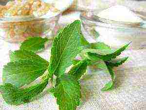 is it possible to grow stevia at home