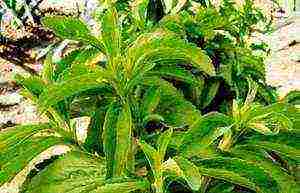 is it possible to grow stevia at home