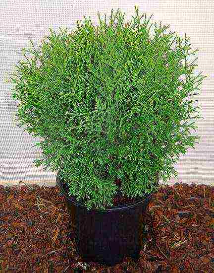 is it possible to grow thuja at home