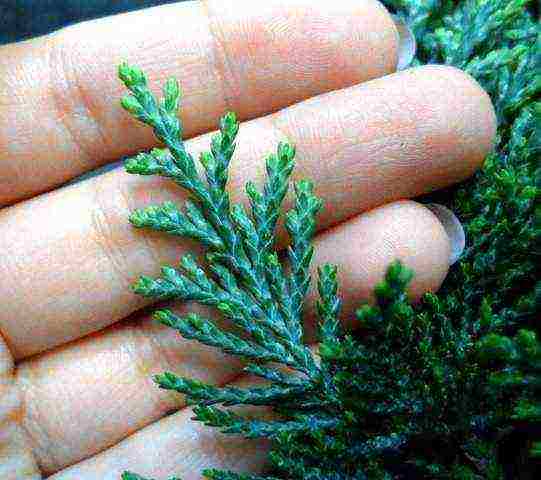 هل من الممكن أن تنمو thuja في المنزل