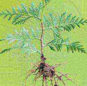 is it possible to grow thuja at home