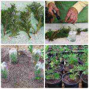 is it possible to grow thuja at home