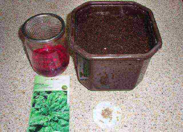 is it possible to grow dill and parsley on the windowsill